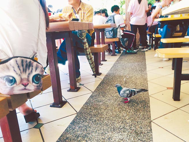 北市立动物园常见大批野鸽在园内、餐厅走动，餐饮品质遭质疑。（吴康玮摄）