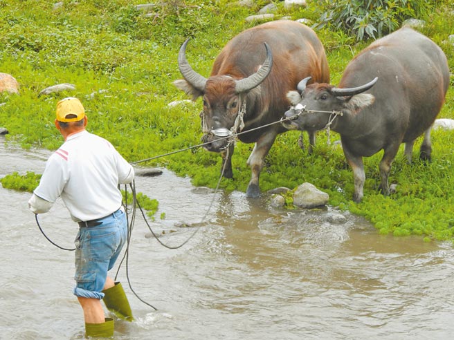 台東縣府制定自治條例，規定距離省道200公尺內不得飼養牛隻，違者最高罰款3萬元。（台東縣政府提供／蔡旻妤台東傳真）