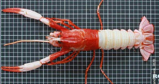 國立台南大學生物科技學系副教授黃銘志日前採集到俗稱「金絲猴」的紅頭龍蝦，並鑑定命名為「海神後海螫蝦」，同時登錄成為台灣新物種一員。（圖／國立台南大學提供）