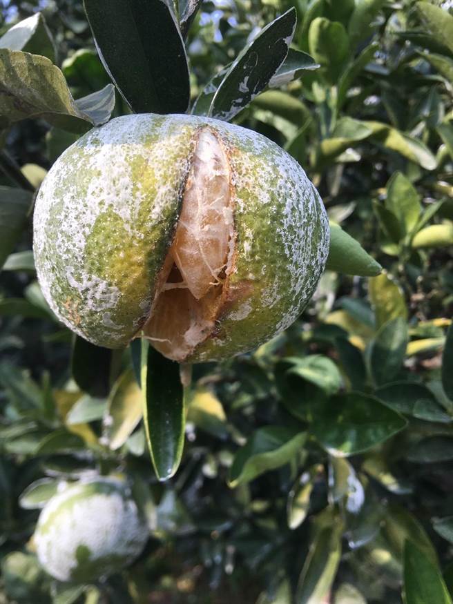 受乾旱影响，台中茂谷柑裂果及落果严重，受损面积达197公顷。（台中市农业局提供／王文吉台中传真）