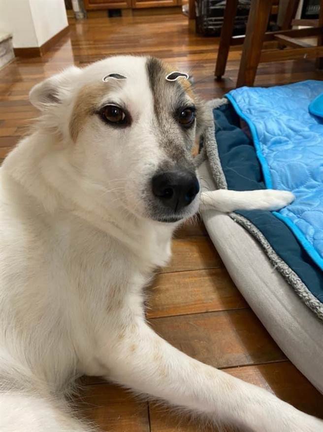 友善动物身后事，基隆推宠物火化措施。（张秉钧提供／吴康玮基隆传真）