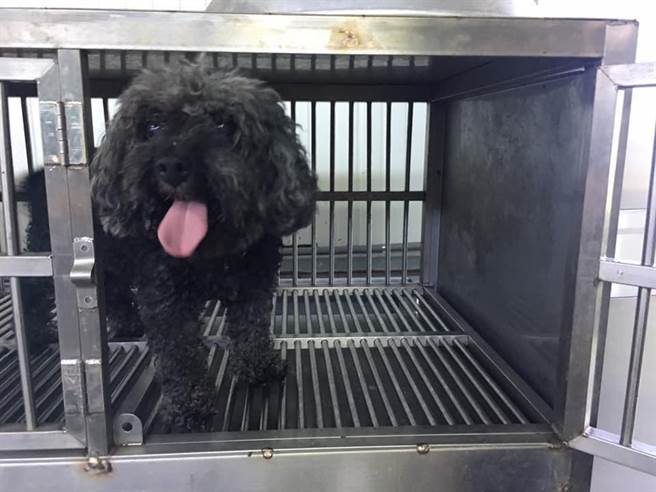 友善动物身后事，基隆推宠物火化措施。（张秉钧提供／吴康玮基隆传真）