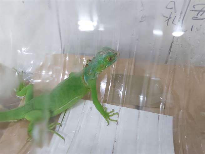 办理登记免受罚﹗饲养绿鬣蜥登记期限只到11月底。（北市动保处提供／吴康玮台北传真）