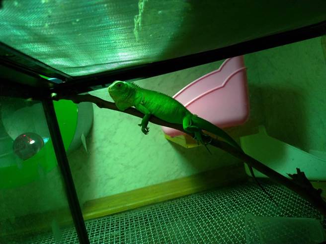 办理登记免受罚﹗饲养绿鬣蜥登记期限只到11月底。（北市动保处提供／吴康玮台北传真）