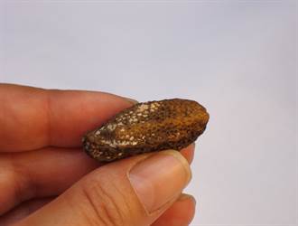 挖到7顆「木乃伊」化石 學者驚呼：是1500萬年前的棗