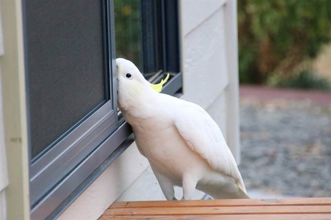 鹦鹉私闯民宅被屋主抓包，竟还开口尬聊、讨饭吃(示意图/达志影像)
