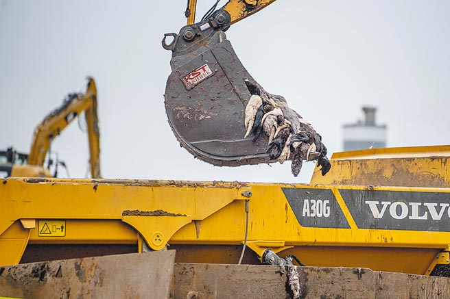 丹麦爆变种新冠病毒图╱美联社