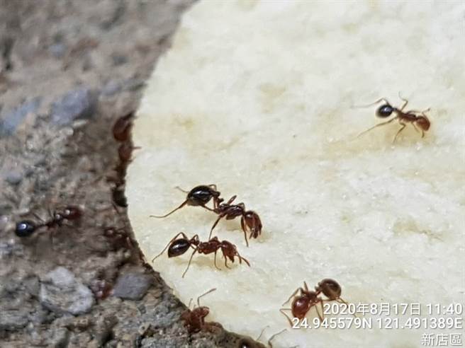 防治最前线！新北建案落实红火蚁防治，保障新居落成民眾安全住。(新北农业局提供)