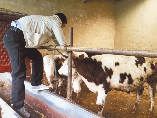 脱贫农户与家养的牛。（作者提供）