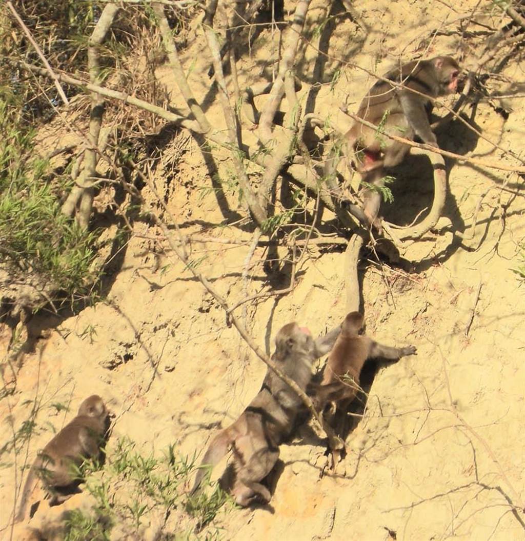 火炎山猴群沿陡峭山壁上下山覓食，母猴協助小猴子攀爬。（蔡玉清提供／巫靜婷苗栗傳真）