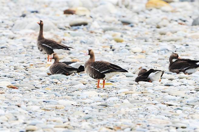 西伯利亞嬌客白額雁遷徙過冬 現蹤花蓮溪濕地。（民眾提供／王志偉花蓮傳真）