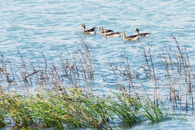 白額雁現身花蓮溪出海口，且一待就是8天。（民眾提供／王志偉花蓮傳真）