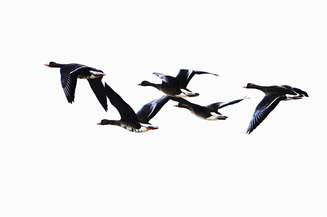 花蓮生態觀察家與攝影師觀察拍攝記錄，花蓮溪出海口濕地白額雁有5隻。（民眾提供／王志偉花蓮傳真）