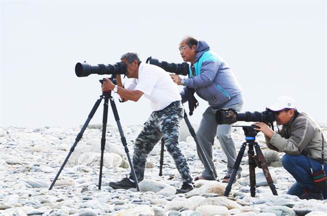 有民眾也幸運在花蓮溪出海口發現白額雁蹤跡，還一次5隻，吸引愛好鳥類攝影者守候捕捉畫面優姿。（民眾提供／王志偉花蓮傳真）