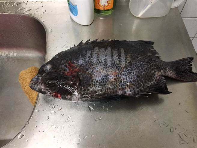 宜蘭縣陳姓漁民購買的夢幻石鯛遭竊，礁溪警方在案發後8小時破案。（翻攝照片）