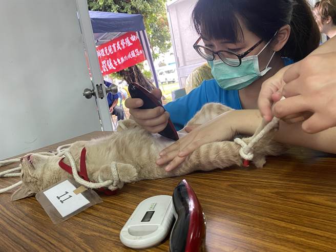 台灣之心 免費犬貓下鄉絕育獲熱烈響應 寶島 中時