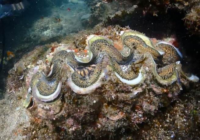 台东县府日前在富山护渔区移植了45颗保育类砗磲贝。经过半年，砗磲贝存活率9成，让保育人士相当兴奋，也证明这里的环境适合牠们生存。（民眾提供／蔡旻妤台东传真）