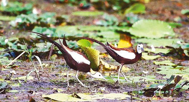 台湾高铁公司积极协助台南官田的水雉復育。（台湾高铁提供／陈佑诚传真）