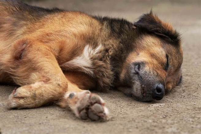 愛犬見玩伴去世被埋跳入坑用爪挖出屍不願離開 萌寵 網推