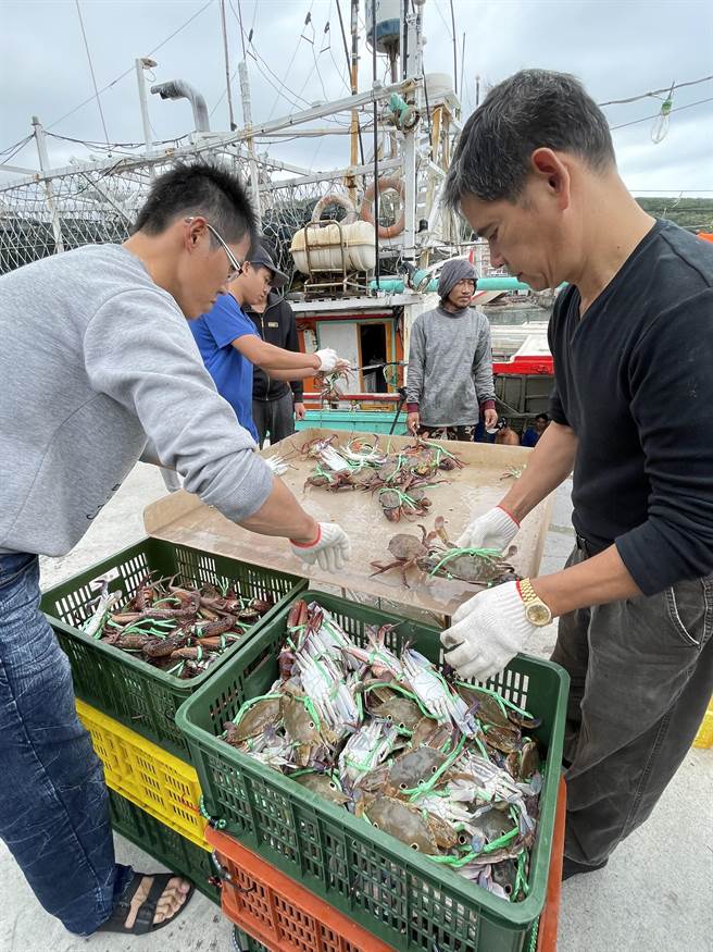 才靠岸的捕蟹船，船家将捕获的万里蟹分类。（陈信翰摄）