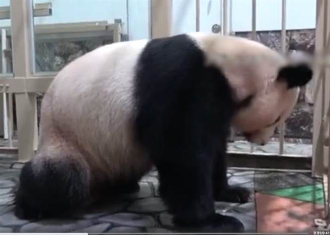 大熊猫「良滨」22日顺利产子。(取自东网）