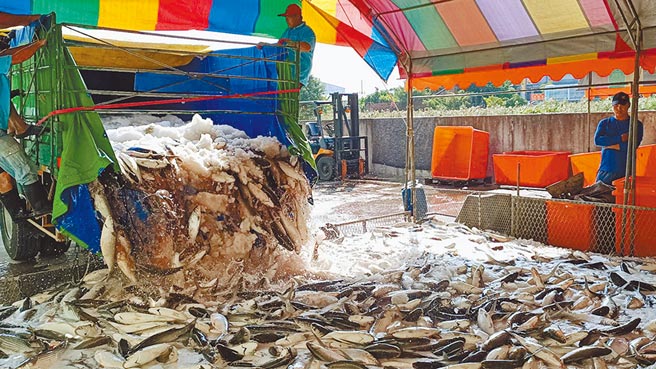 嘉义县布袋镇正值剖乌季，一车3000至4000尾乌鱼从货车卸下，伴随哗啦哗啦声响，十分壮观。（张毓翎摄）