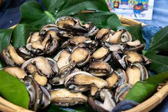 新北尚青ㄟ貢寮鮑產季到來  12月「貢寮鮑滋養風味餐」澳底漁港開宴