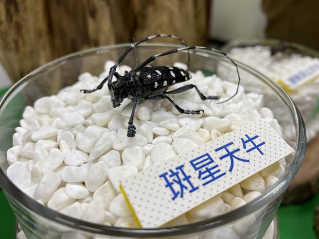 聞 牛 色變 斑星天牛一年造成1 4億柑橘農損 寶島 中時 聞 牛 色變 斑星天牛一年造成1 4億柑橘農損 寶島 中時
