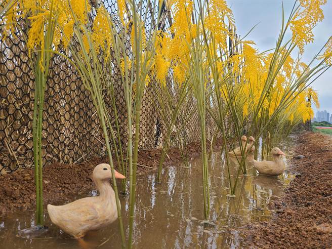 三重鸭鸭公园变装田园风　稻草鸭鸭真是「卡哇伊」（高滩处提供／戴上容新北传真）