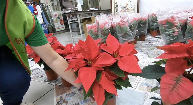 創世指出，有花農聽聞消息，提著150盆聖誕紅趕到創世基隆分院，希望可以替植物人解決年末難題。（吳康瑋攝）