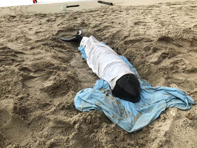 民眾今（27日）上午7時許於新北市萬里區沙灘發現一個黑色身影，一度以為是人的遺體，靠近一看原來是1隻鯨豚擱淺在沙灘。（翻攝）