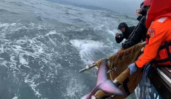 搁浅鲸豚于上午11点25在基隆碧砂渔港搭乘鉅隆号娱乐渔船出海。（翻摄照片／陈彩玲基隆传真）