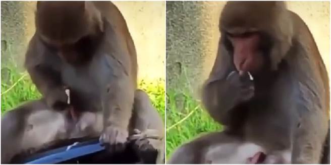 一支猴子在机车上打手枪，学生全程目睹崩溃。（图／翻摄自爆笑公社）