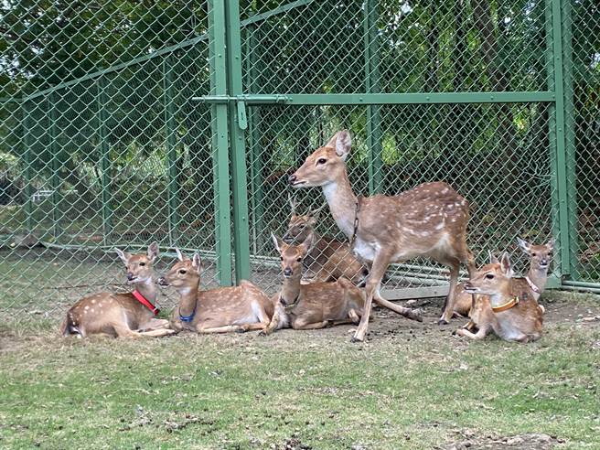 逐鹿鹿園停業族人嘆失去生計縣府助解套申請動物展演有譜 寶島 中時