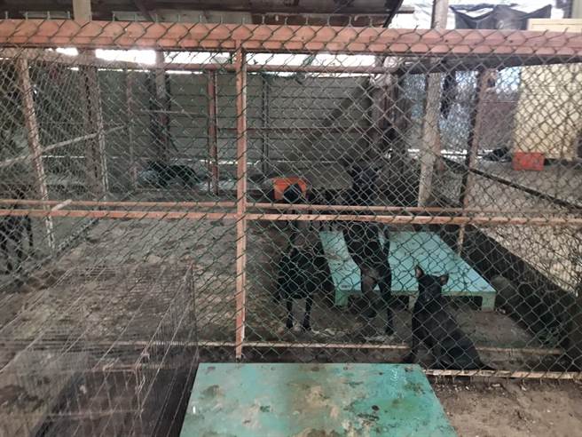 新港某狗园饲养环境不佳，曾因狗咬狗事件遭函送，不见改善又被罚。（家畜所提供／张亦惠嘉县传真）