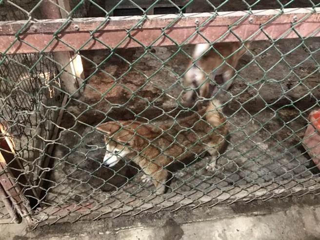 新港某狗园饲养环境不佳，曾因狗咬狗事件遭函送，不见改善又被罚。（家畜所提供／张亦惠嘉县传真）