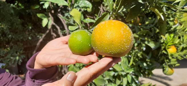 今年受乾旱影响致柑橘类严重受损，桶柑成长停滞，果实周径较去年小很多。（陈淑娥摄）