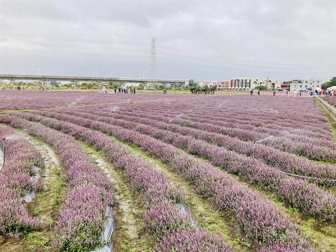 桃園仙草花節紫色花海、裝置藝術迎遊客。（呂筱蟬攝）