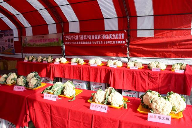 花椰菜评鑑出炉，吸引大家来亲睹冠军花椰菜。（吴敏菁摄）