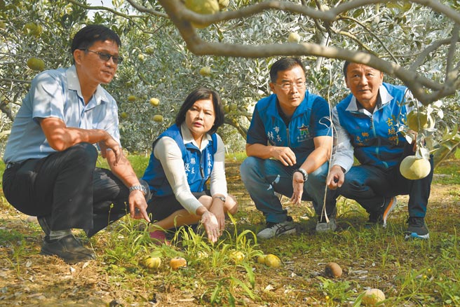 云林县长张丽善（左二）27日率斗六市长林圣爵（右二）、古坑乡长沈胜腾（右一）、斗六市农会总干事张乔復（左一）陪同农改场人员会勘茂谷柑落果情形。（周丽兰摄）