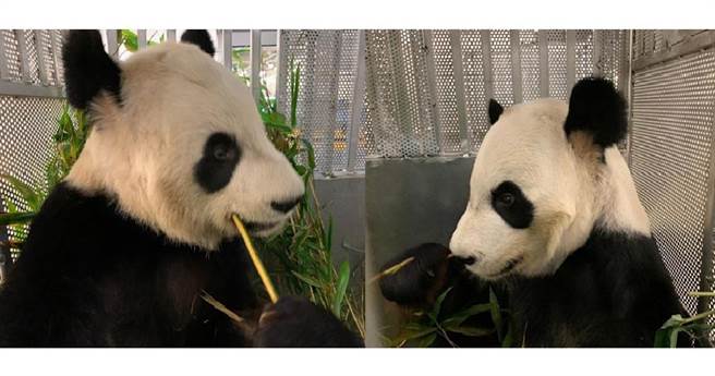 大熊貓「大毛」（右）和「二順」（左）。（卡爾加里動物園facebook圖片）