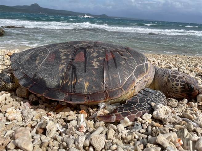 海巡署南部分署第六岸巡队昨(28日)接获民眾通报，在岸际发现三只死亡海龟。（图／海巡署提供）
