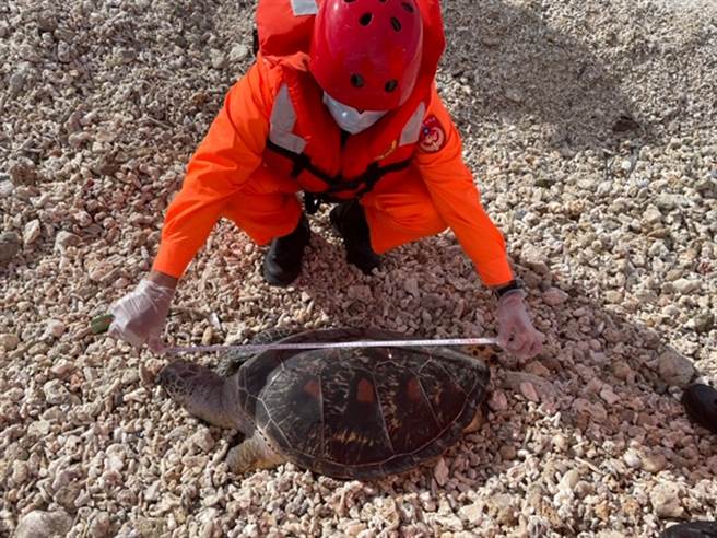 海巡同仁一一为死亡海龟进行尺寸丈量，经研判三只海龟皆已长大。（图／海巡署提供）