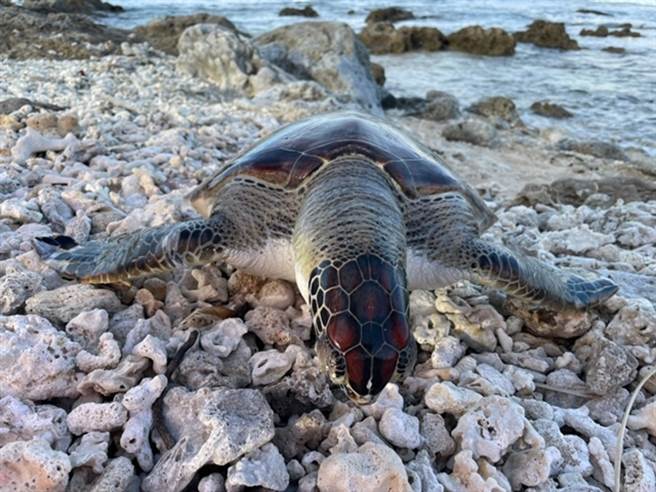 海巡署28日获报有海龟陈尸岸际。而海巡指出，今年接获24起海龟救援，其中26只海龟不幸身亡，2只成功救回。（图／海巡署提供）