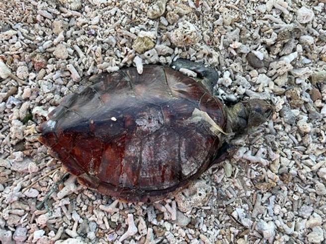 海巡署28日获报有海龟陈尸岸际。（图／海巡署提供）