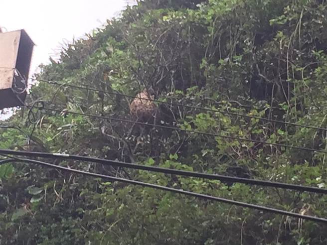 蜂窝吊挂在树丛中，难以被发现。（翻摄照片／陈彩玲基隆传真）