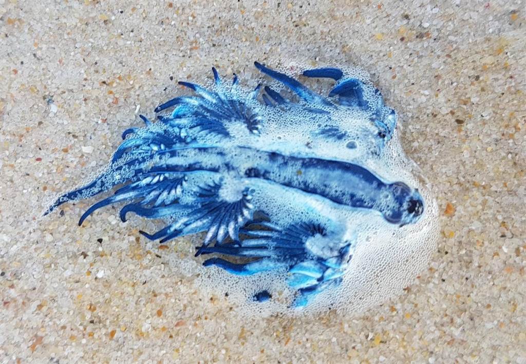 南非婦人在海灘上發現了「藍色外星生物」，真實身分竟是海洋最美殺手(示意圖/達志影像)