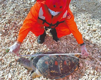 屏東今年已26死 後壁湖一天發現3海龜屍