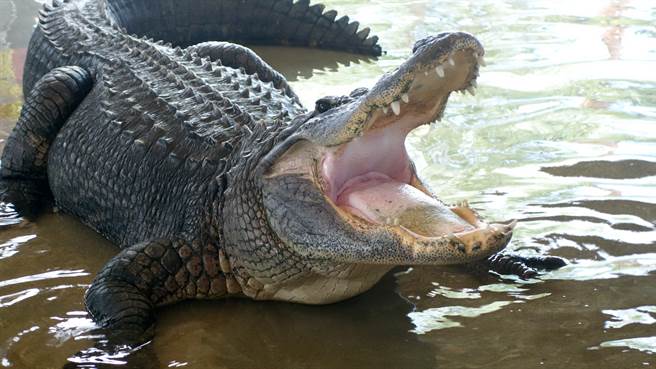 2名獵人在沼澤獵鴨時，突有4公尺巨鱷出來搗亂，一口吞下原是獵物的鴨子(示意圖/達志影像)