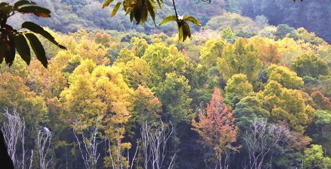 奥万大森林游乐区由赏鸟平台(图/中时资料照)
